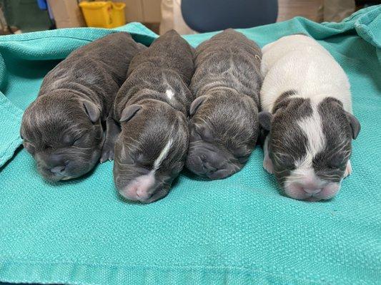 4 puppies that Dr Silverstone killed