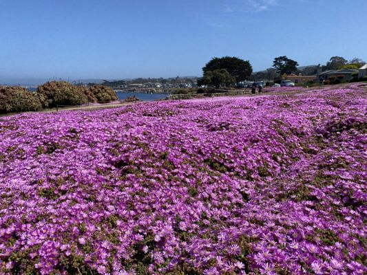 #PacificGrove #magicCarpet is in bloom for #elopement and #wedding photography.