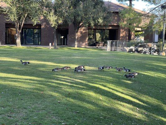 Our resident ducks having breakfast.