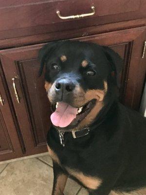 My Rottweiler, Alibi.