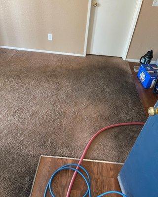 Carpet cleaning urine stain and odor removal