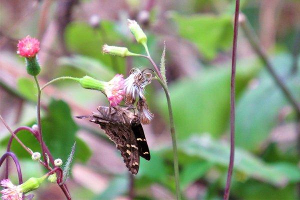 Skipper on wild flowers