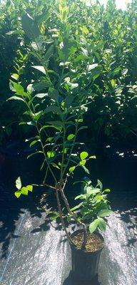 One of our 2 year old Jersey Blueberry Plants in a 1 gallon container.