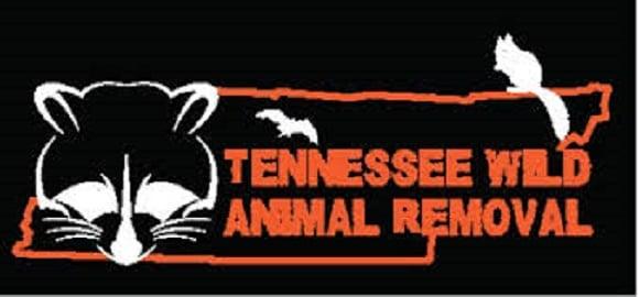 Tennessee Wild Animal Removal