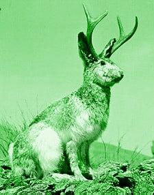 Eastern Green Jackalope