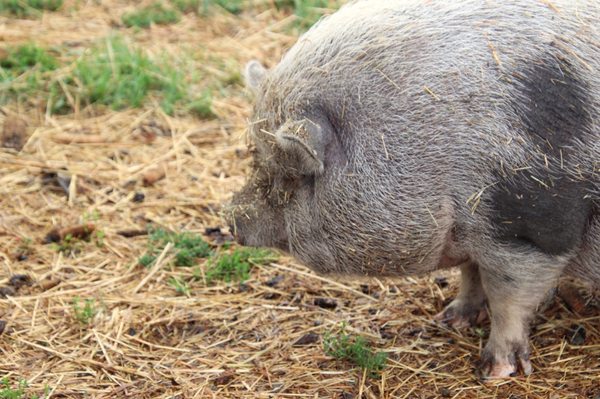 Potbellied pig