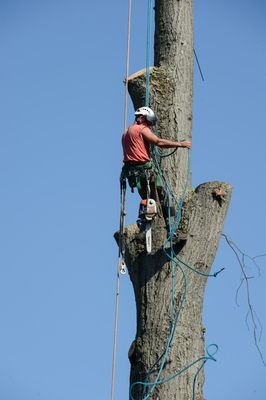 110 foot oak tree