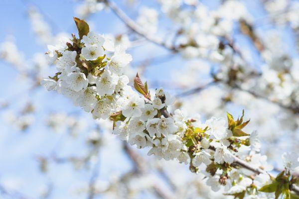 Cherry blossoms