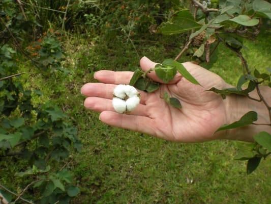 Nature's healing hands