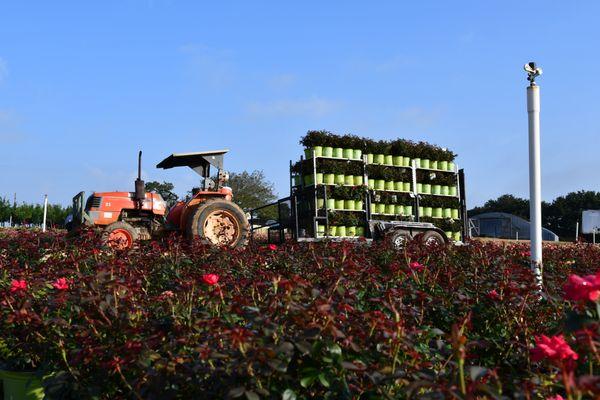 Loading Knock Out Roses to be shipped.