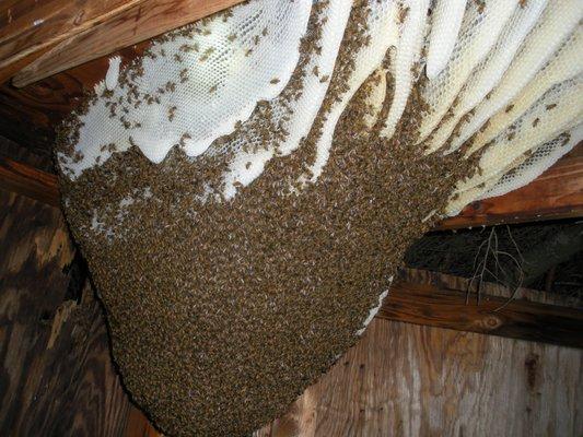 Large dangerous hive in a shed. It had already attacked someone that walked by the shed. Leaving a hive like this can be life threatening.