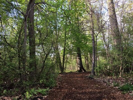 Wooded area behind the complex. Great walking/running path!