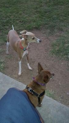 They all get along at the dog park