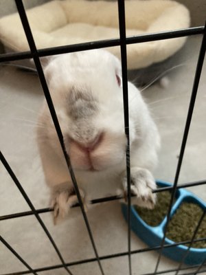 We also sit bunnies as well!!! We love animals, can you tell? Here we have Snowy!! Such a sweet girl!