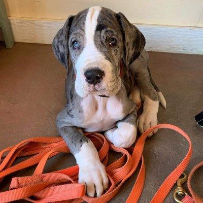 New Great Dane pup Theo is excited about his first puppy lesson.