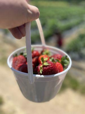 Granny Mays Strawberry Farm