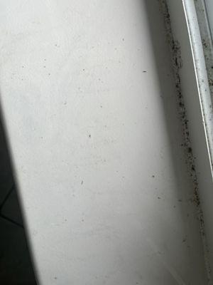 Dirt on the windowsill