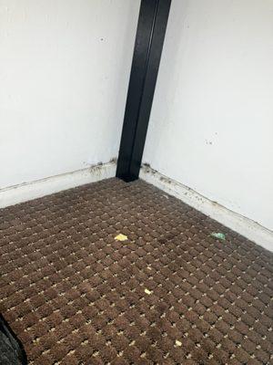 Mold under the bed