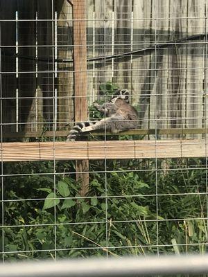 Ring-Tailed Lemur