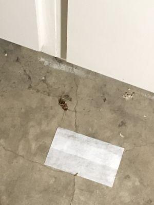 Laundry room cockroach