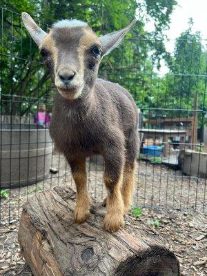 Baby Goats Visit during Summer Camp!