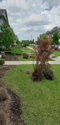 Removing dead foliage~