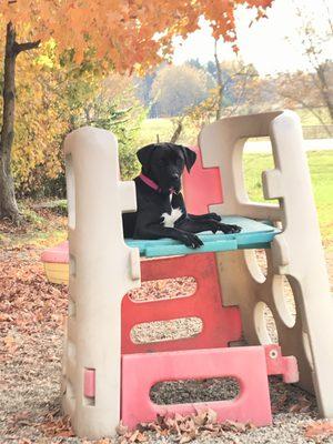 Lulu loves all the play equipment!