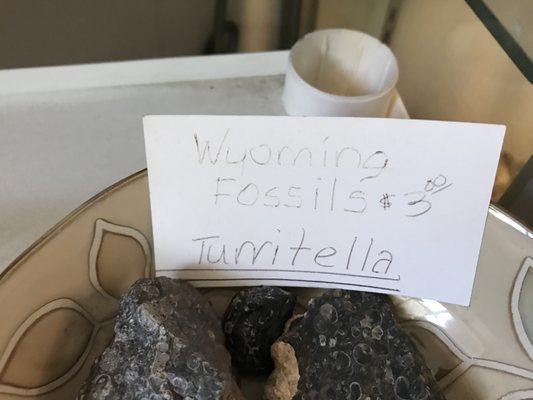 Wyoming fossils - turritella - $3.00