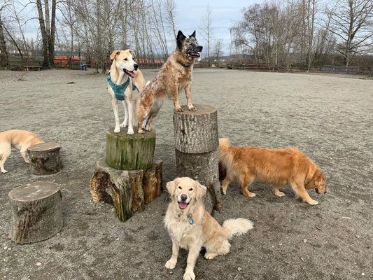 The Pack