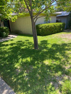 Front yard after cutting grass and pulling weeds.