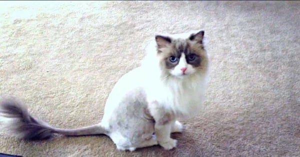 Our favorite style, The Lion cut!