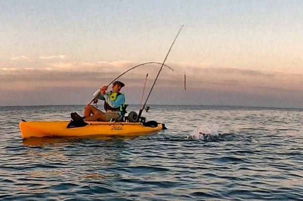 Client about to land a nice striped bass in the kayak.