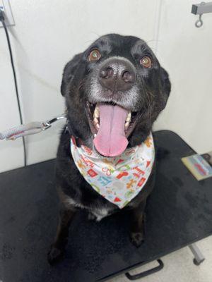 Bath Service Groom