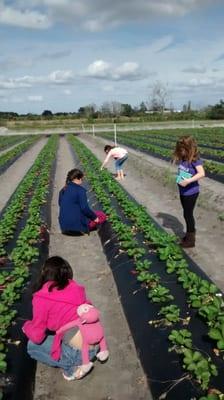 Kids pickin' berries for strawberry shortcake.