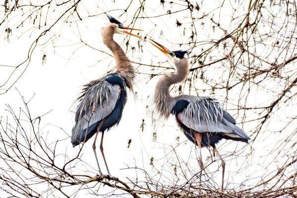 Great Blue Heron during mating season.