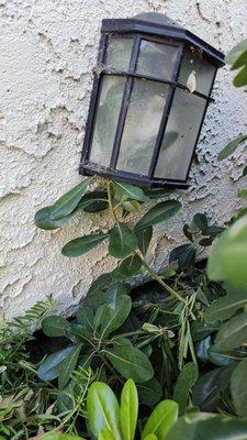 Plant growing up inside another walkway light.