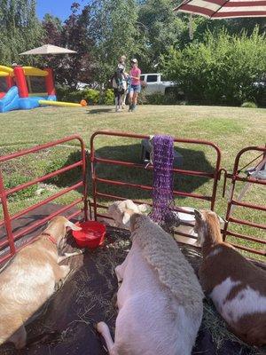 3 of the 4 animals . My son loving the pony cuz he loves to ride .