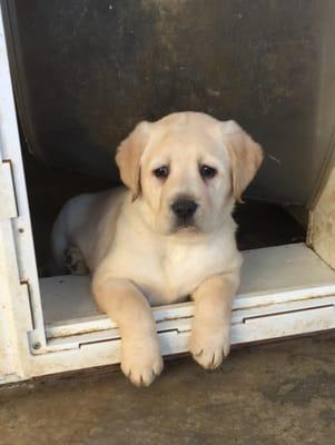 Puppy from one of our litters