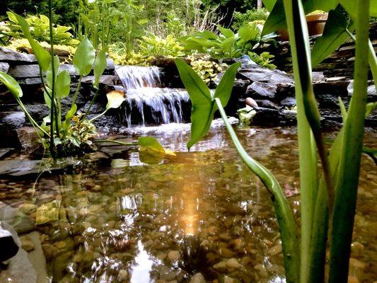 Small ecosystem pond