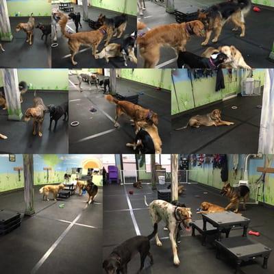 Work n Pawz Dog Training and Daycare