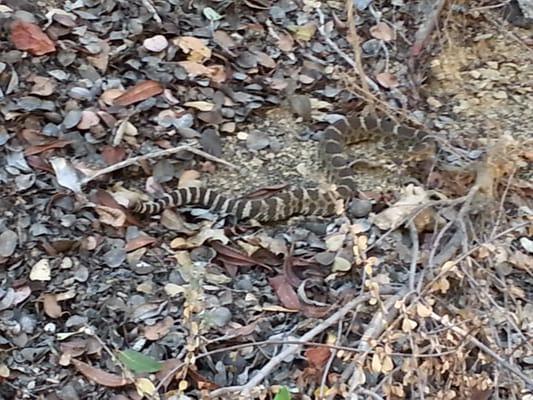 Hornbeck Trail