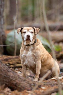 Dog photos in Holden MA. Pet minis.