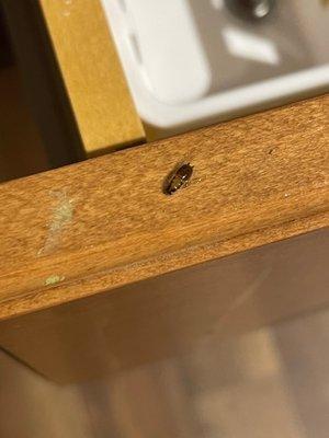 Cockroach in my apartment.