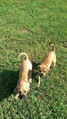 Puggle sisters, Coco and Roxy