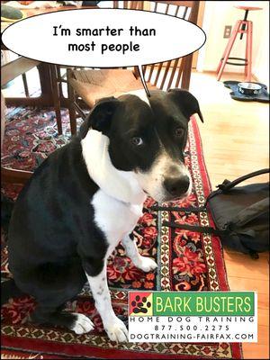 Traditional obedience wasn't fixing his barking at the door, windows and overexcitement. He and his owners did a great job without force.