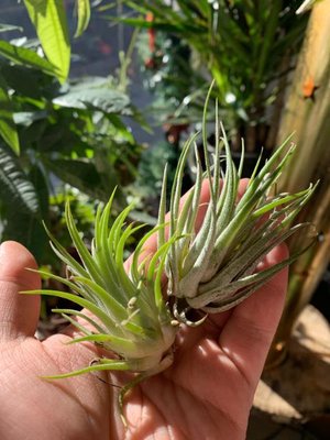 New arrivals, air plants!