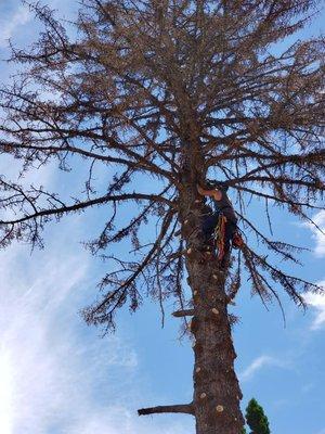 Hensley Tree Services