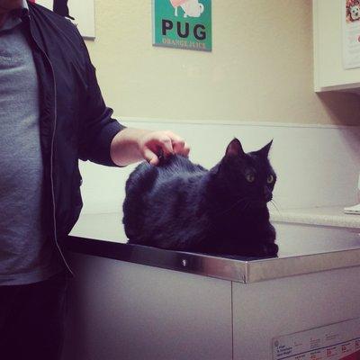 LG at the vet getting a needle aspiration of a tumor on her mammary gland, age 21.