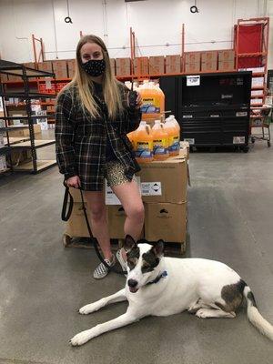 An amazing client working with Reno the Akita German shepherd mix at Home Depot !