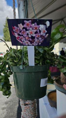 This is the Hoya plant I purchased